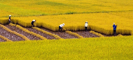 Quy định mới về cá nhân không trực tiếp canh tác nhận chuyển nhượng đất trồng lúa